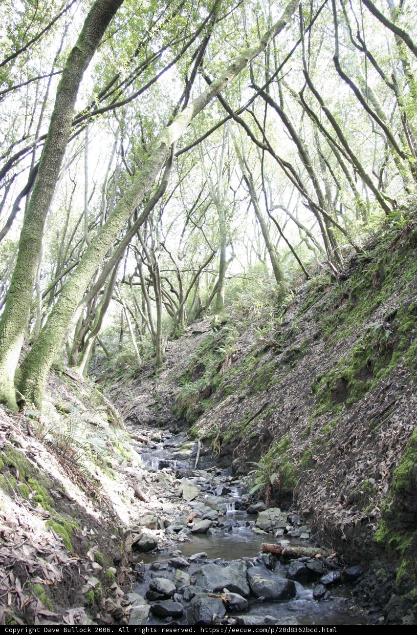 Serene Creek Flowing Through the Forest