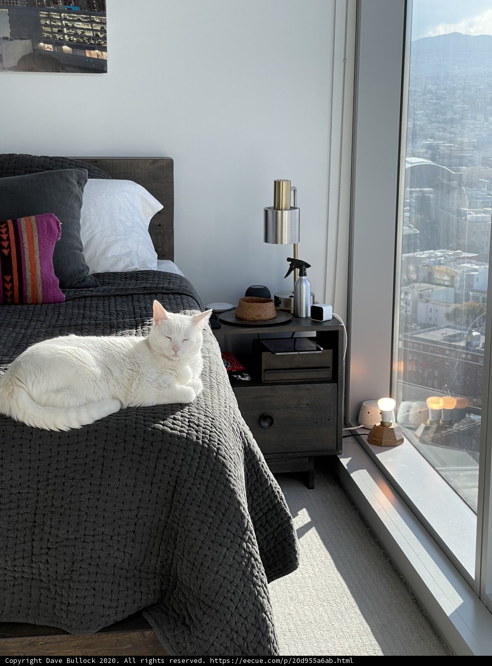 White Cat Lounging on a Cozy Bed in San Francisco