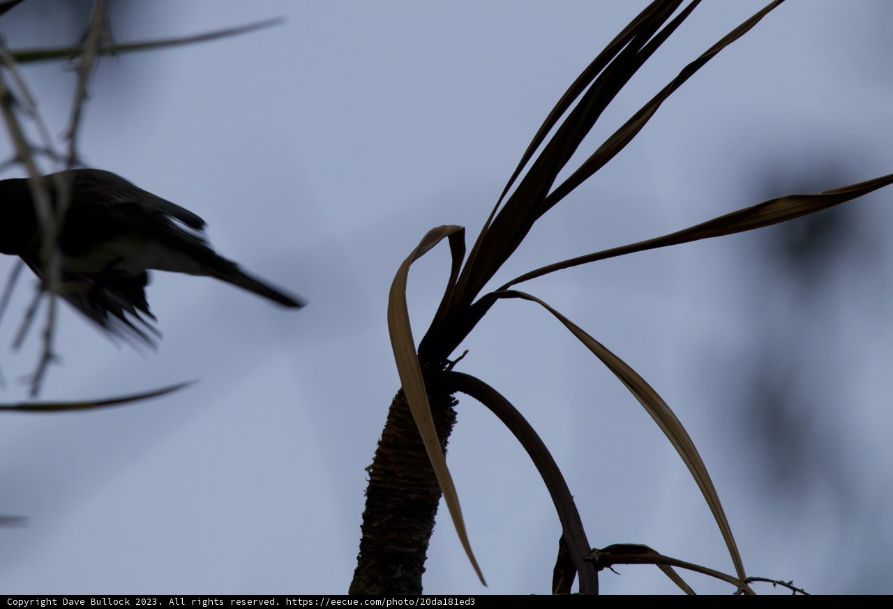 The Flight of Freedom - a Feathered Silhouette at Fort Mason