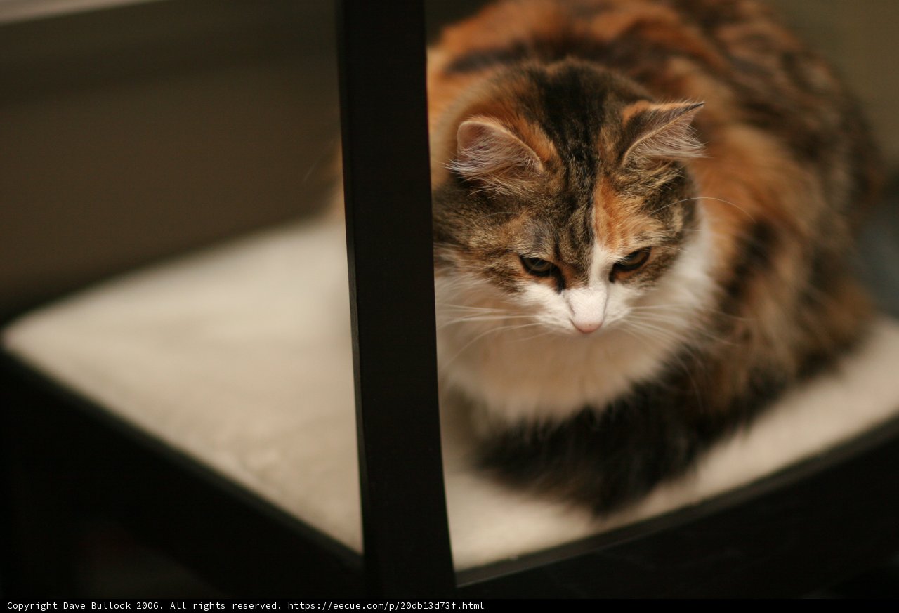 The Regal Cat