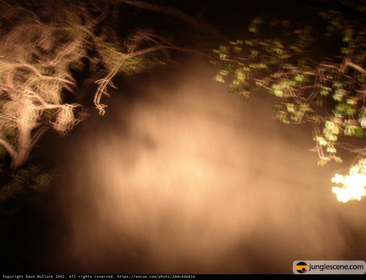 Illuminating the Woodland