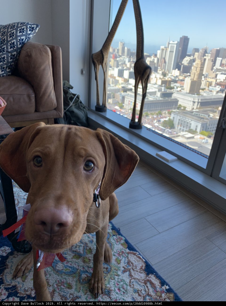 Relaxing Pup in a Cozy Living Room