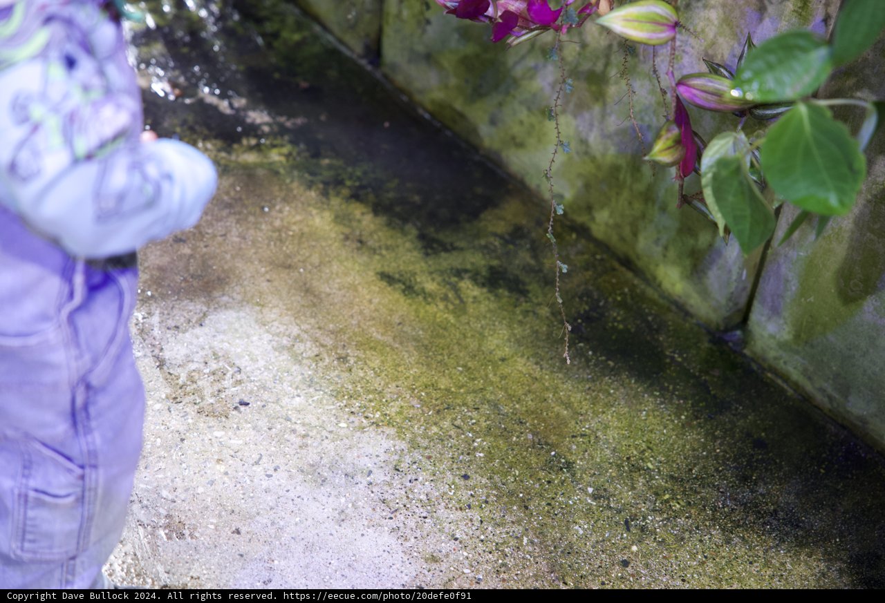 Budding Naturalist: Exploring California's Rainforest Splendor