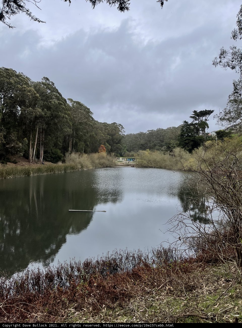 Serene Waters in the Pine Lake Park