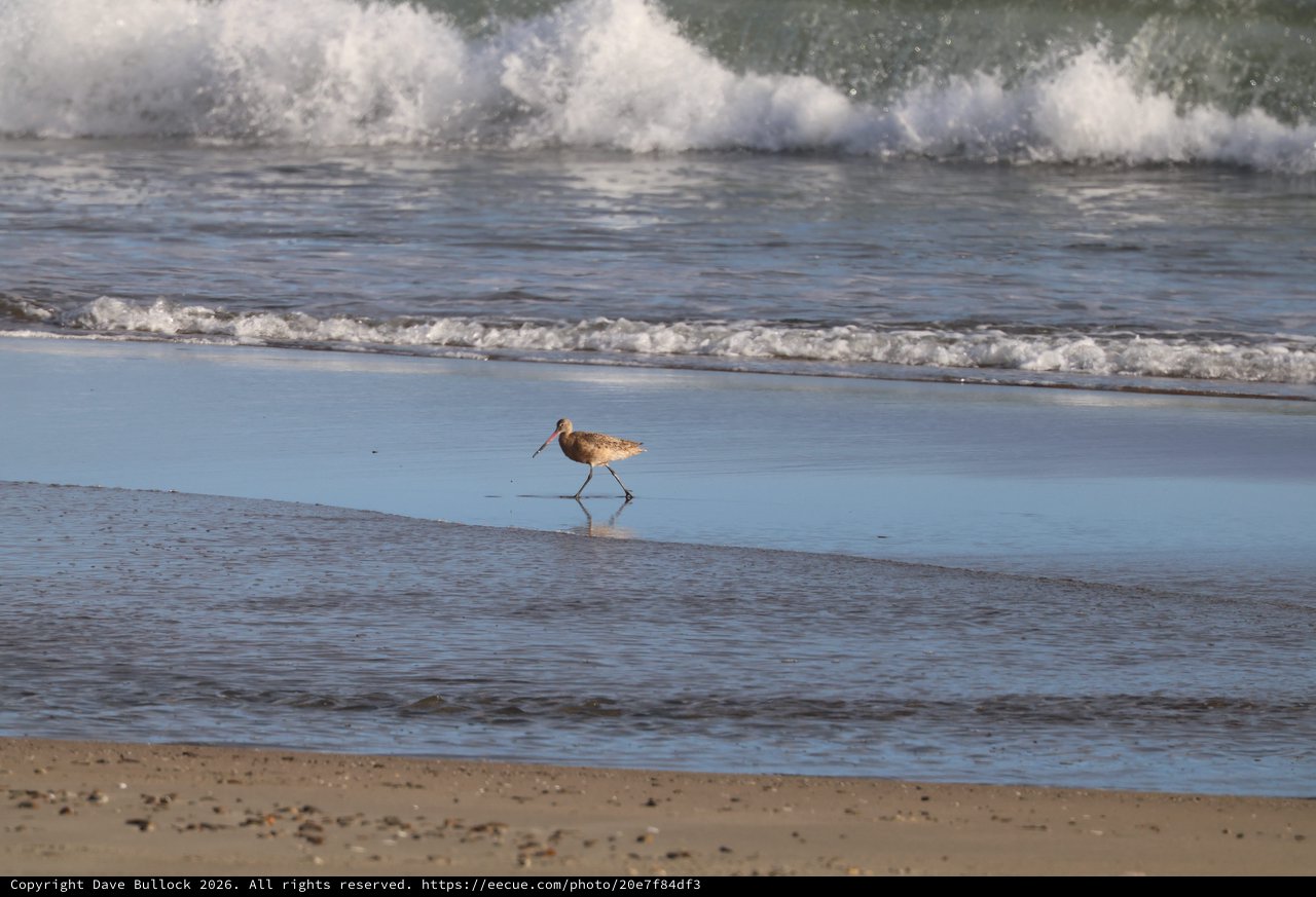 Solitary Shorebird Foraging at Drakes Beach