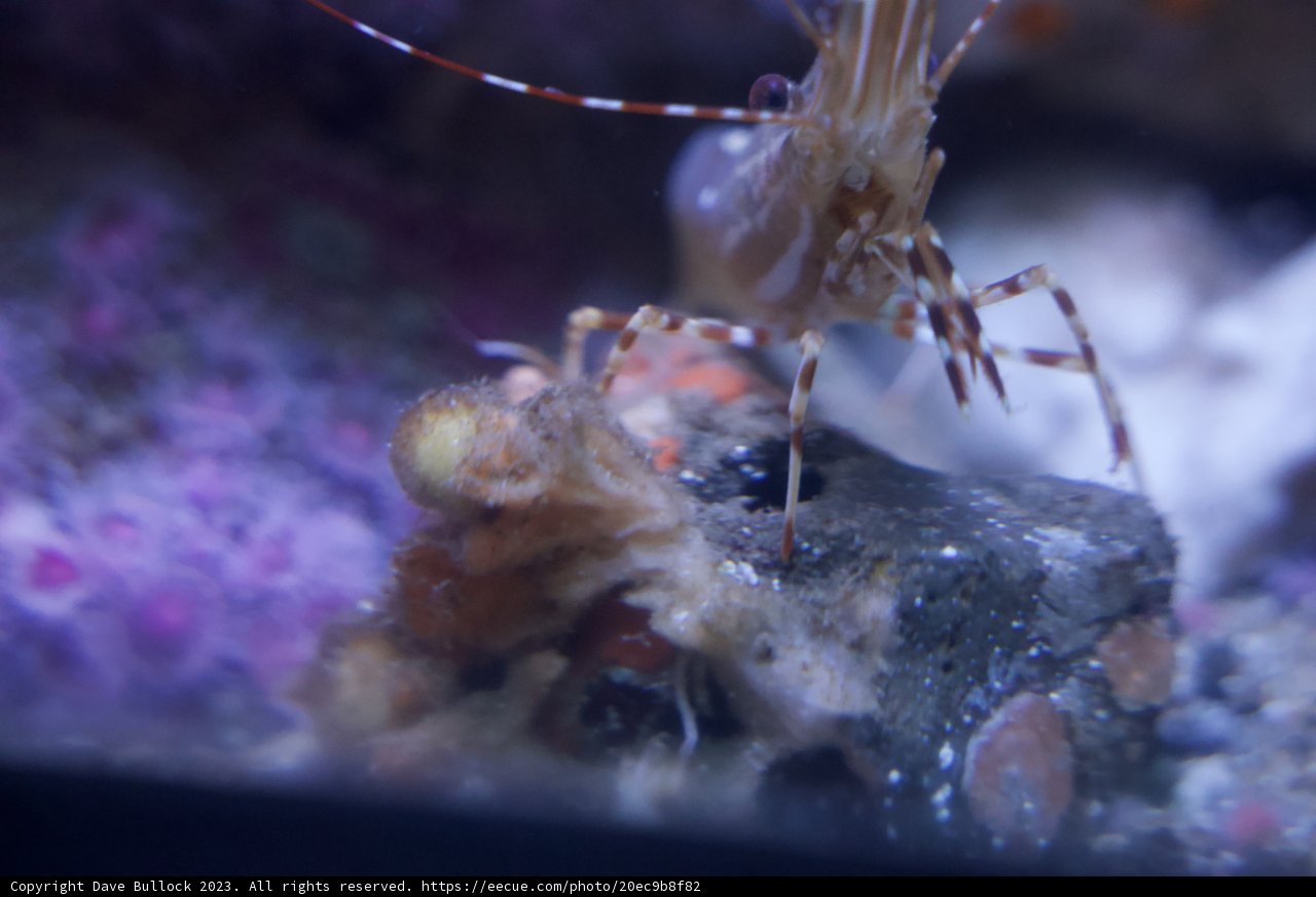 The Majestic Aquarium Shrimp: A Vibrant Life Beneath The Waves