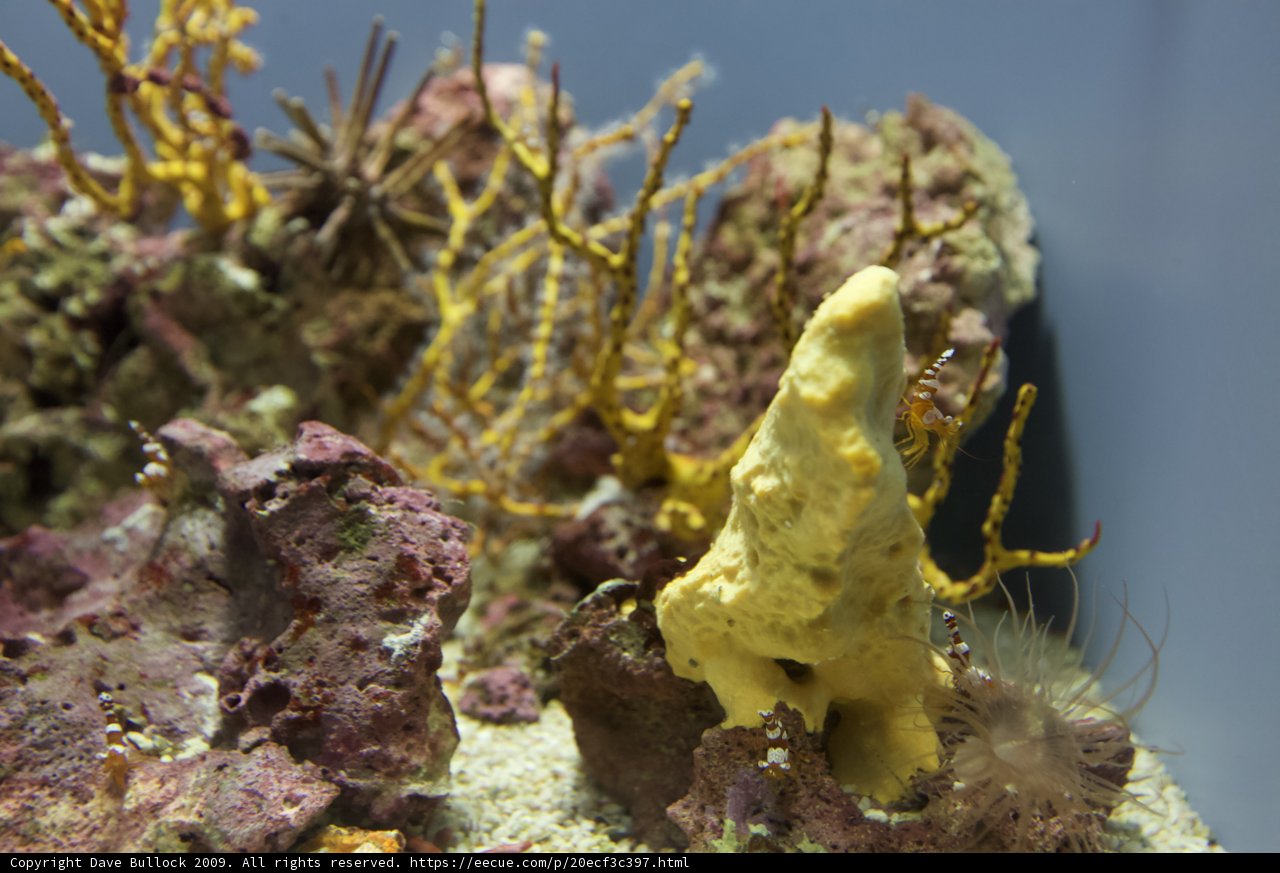 Colorful Sponge Amongst Corals in Aquarium