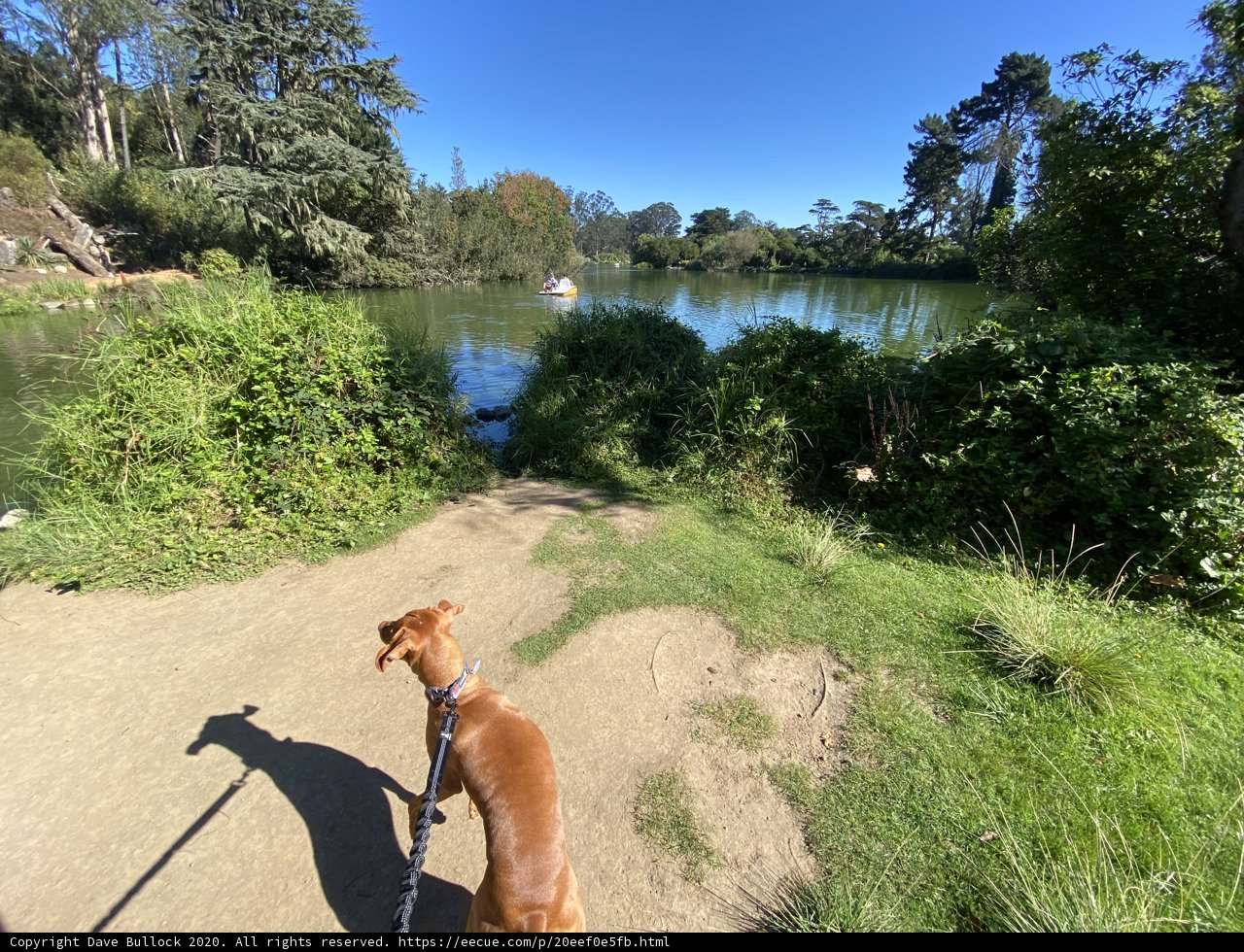 A Serene Stroll by the Lake