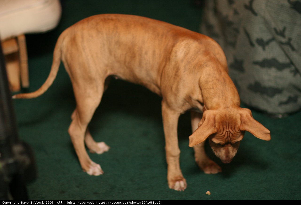 Canine Companions