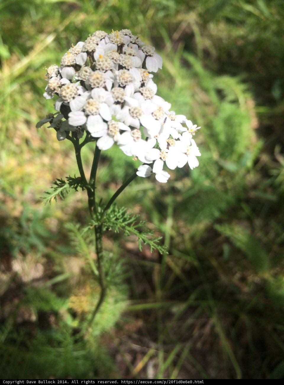 Lone White Daisy in the Field