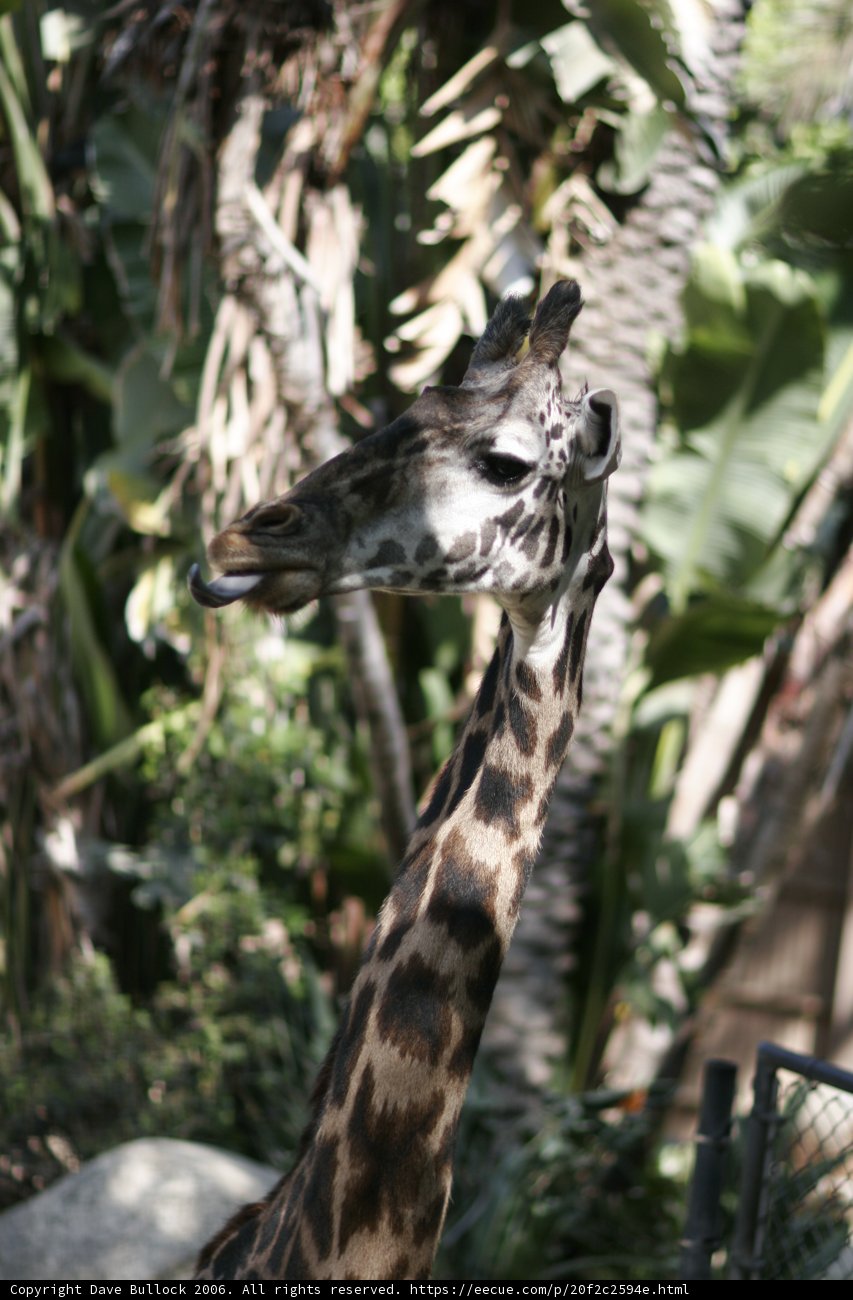 The Majestic Giraffe