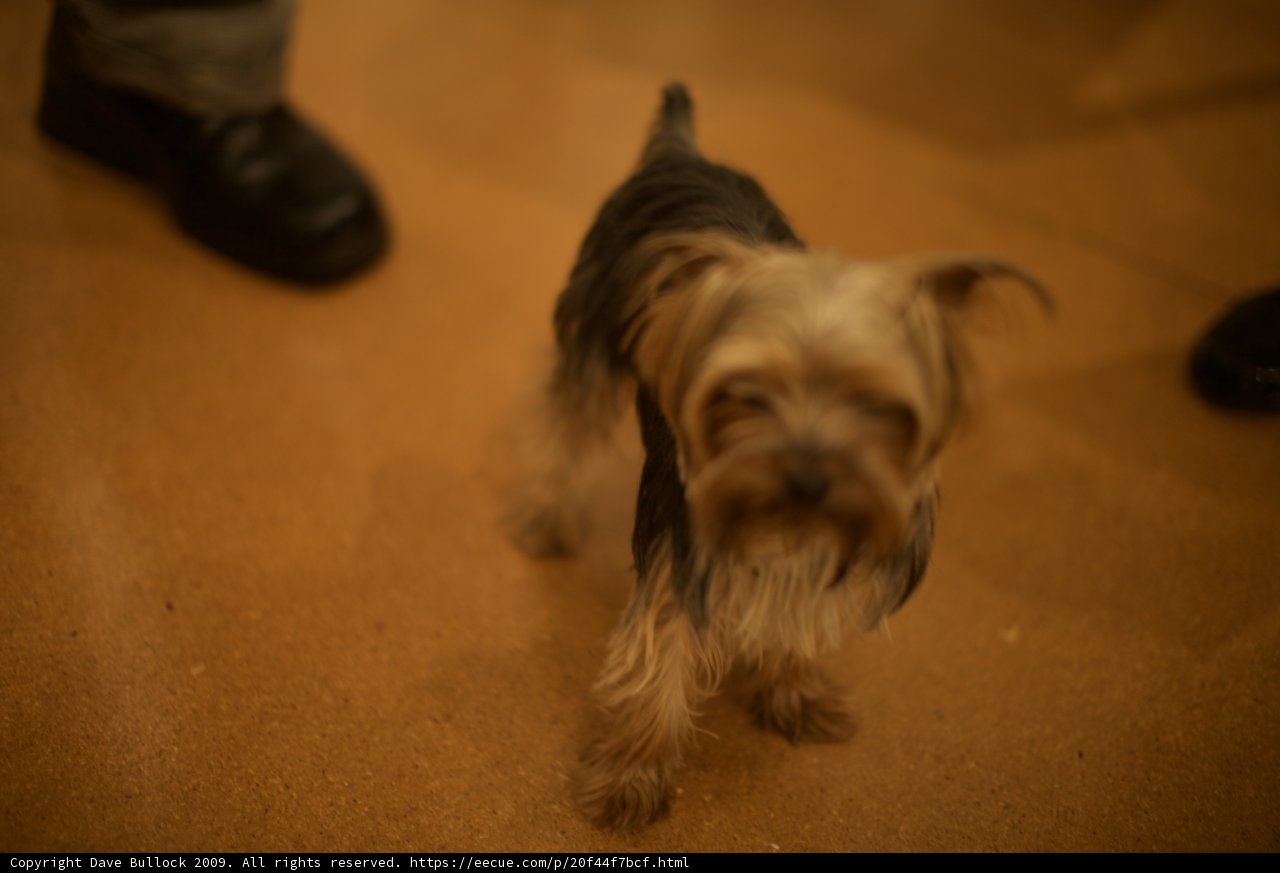 Paws on Hardwood