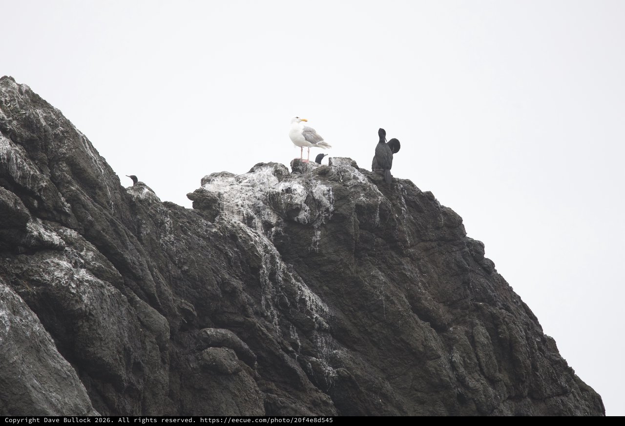 Seagull Reigns Supreme Atop Coastal Rocky Outcrop