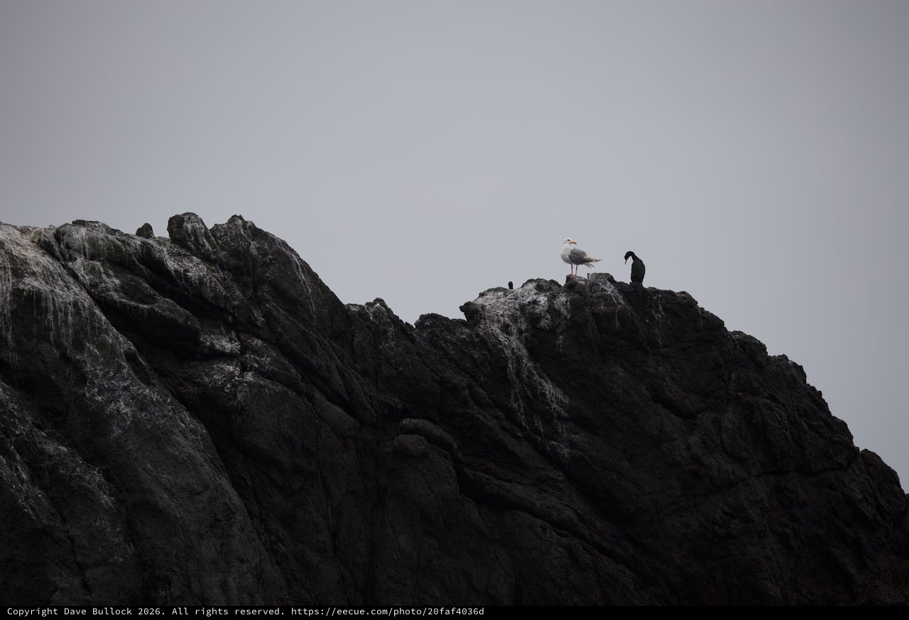 Seabirds Perched Atop Rugged Coastal Rock Formation