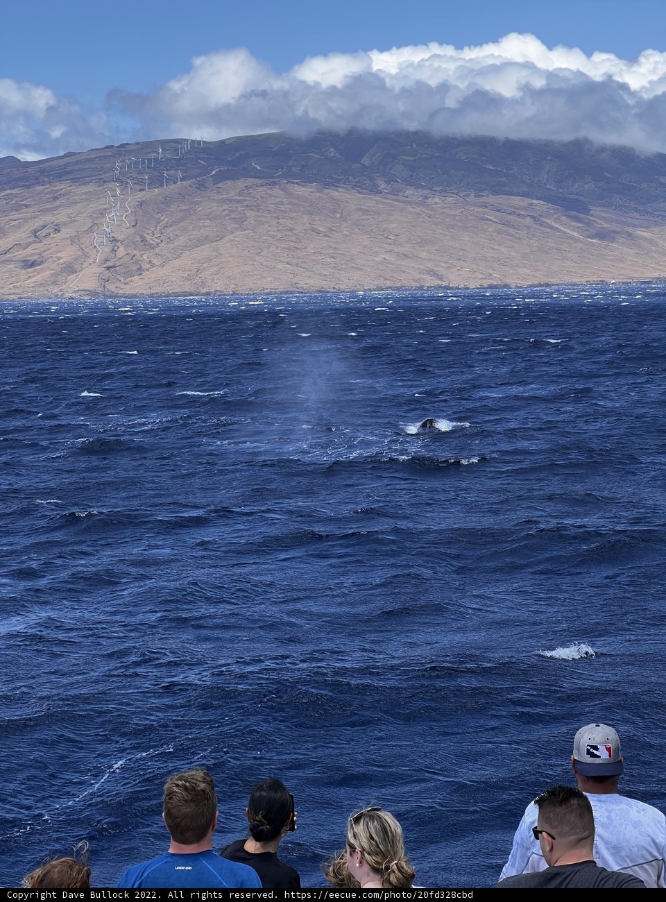 Whale Watching Adventure in Hawaiʻi