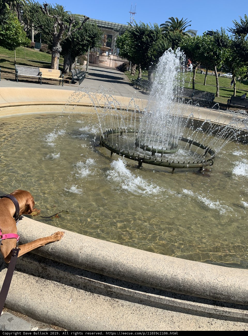 Curious Pup at the Majestic Fountain