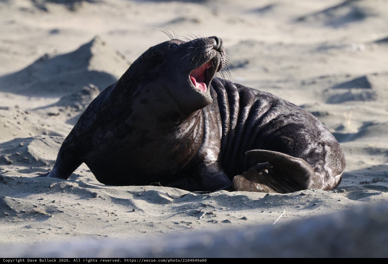 Young Elephant Seal Pup Yawning on Sandy Beach