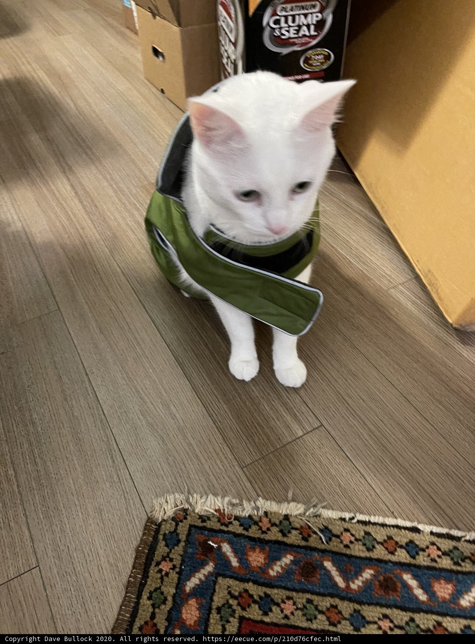 Fashionable Feline on a Cozy Rug