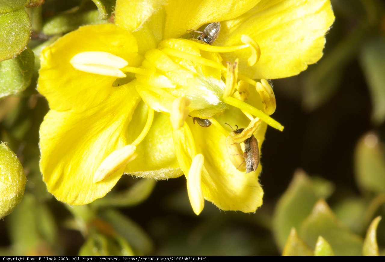 Pollinating Beauty