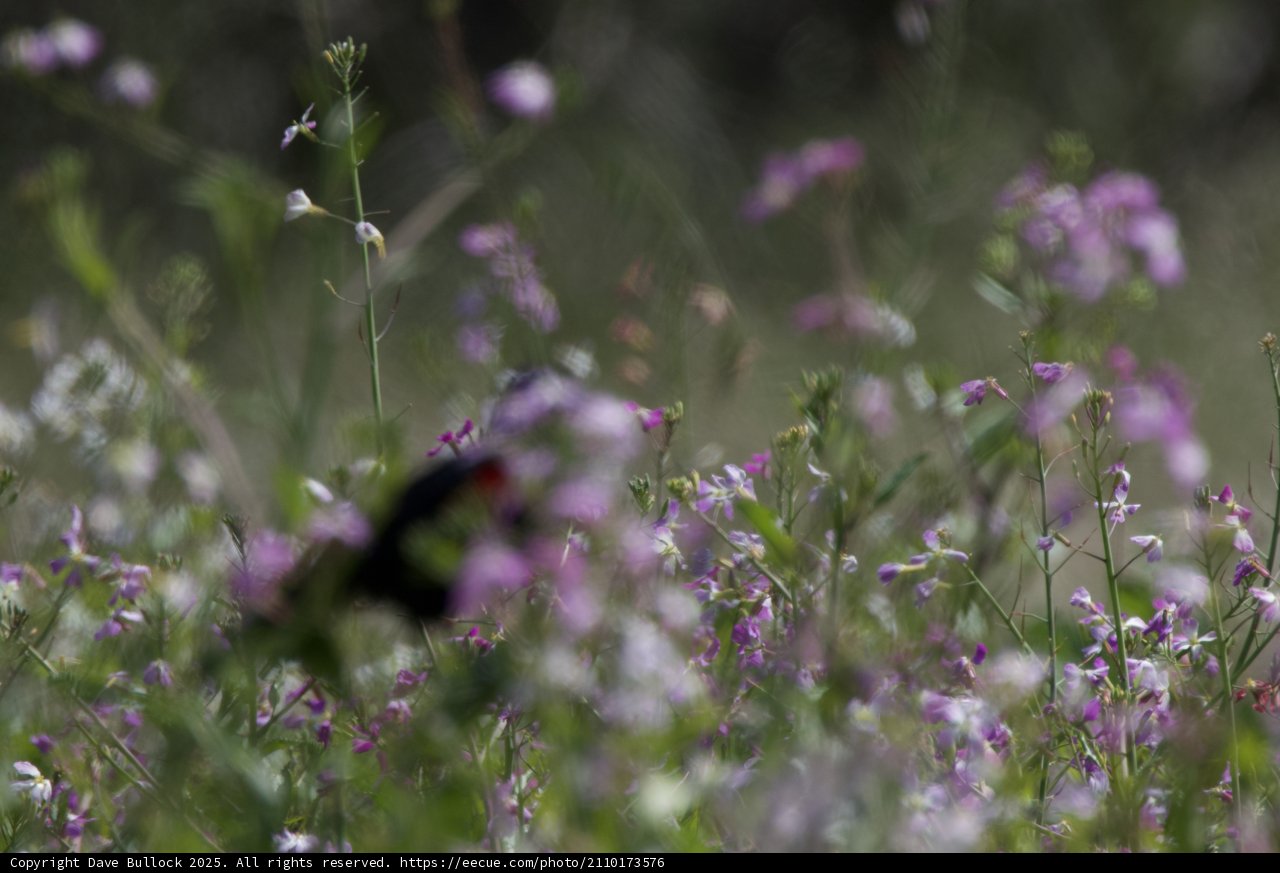 Symphony of Spring in Palo Corona