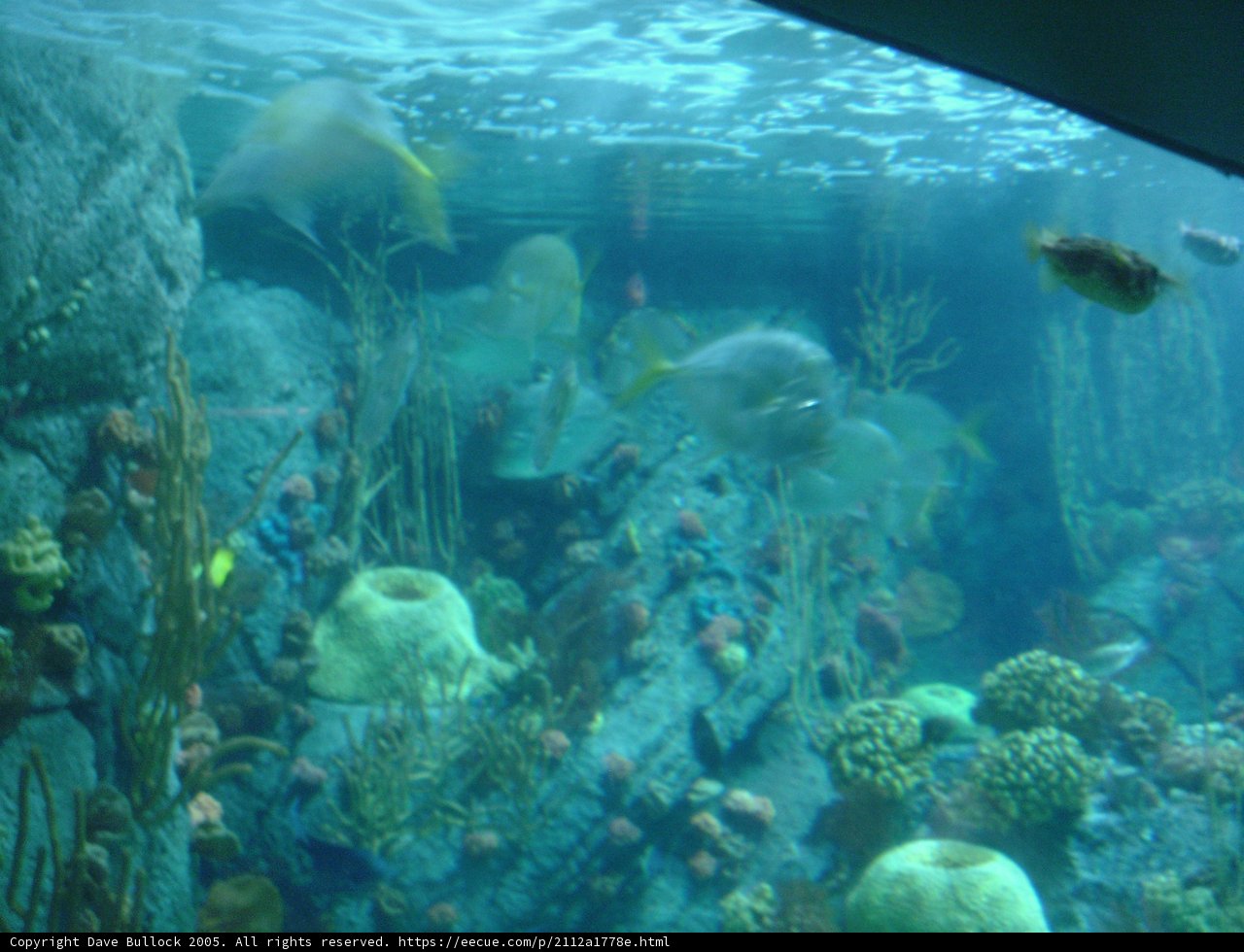 The Vibrant Life of an Aquarium