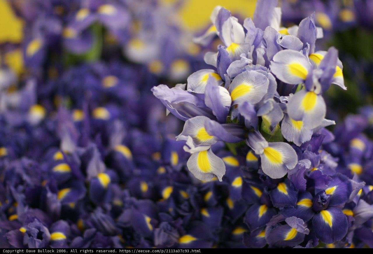 A Colorful Garden Display