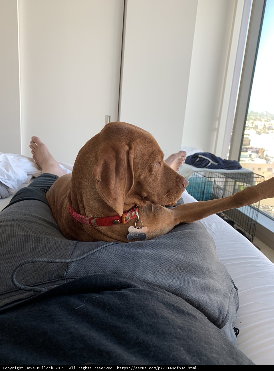 Canine Comfort
