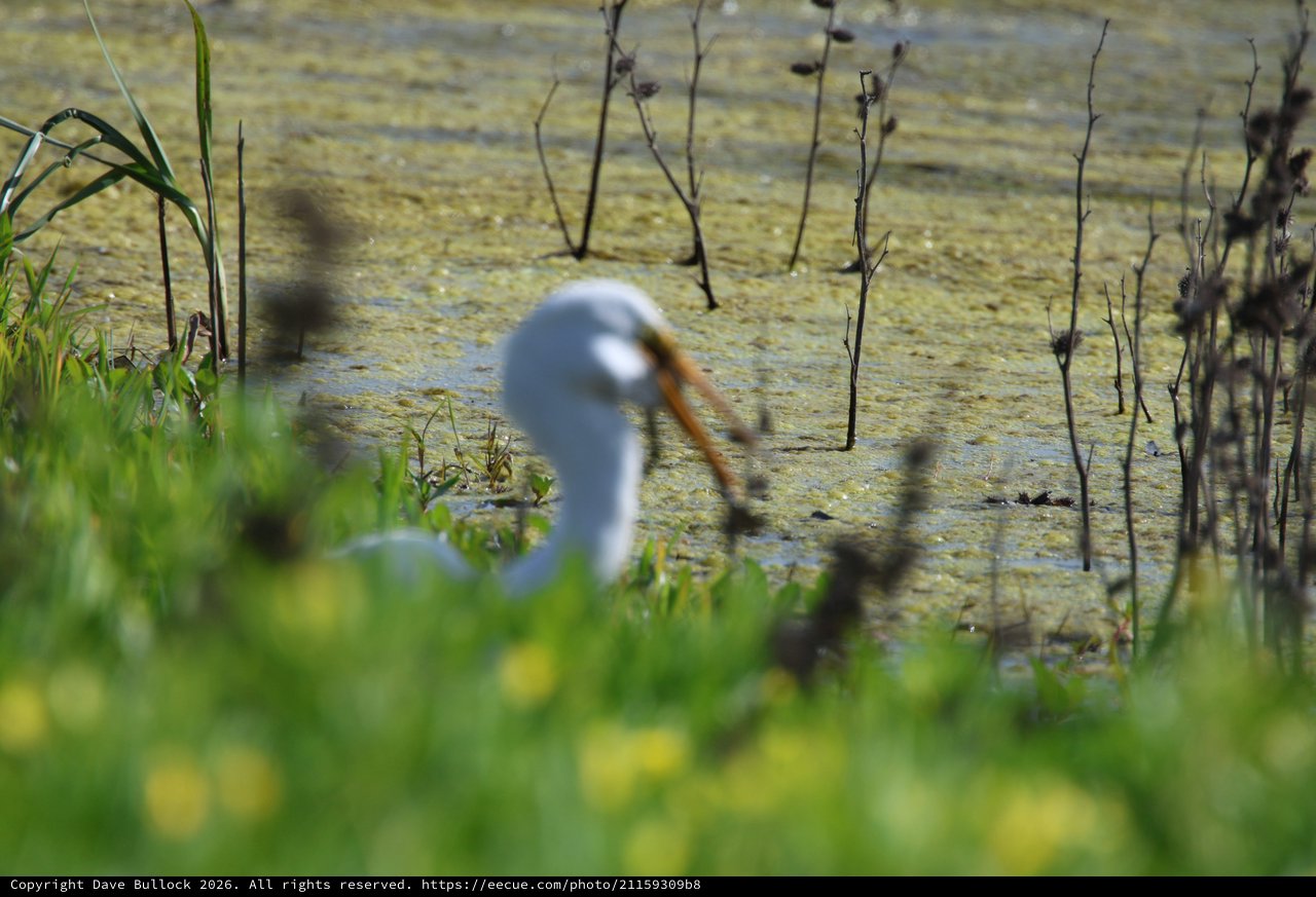 Great Egret Hunting in Wetland Shallows