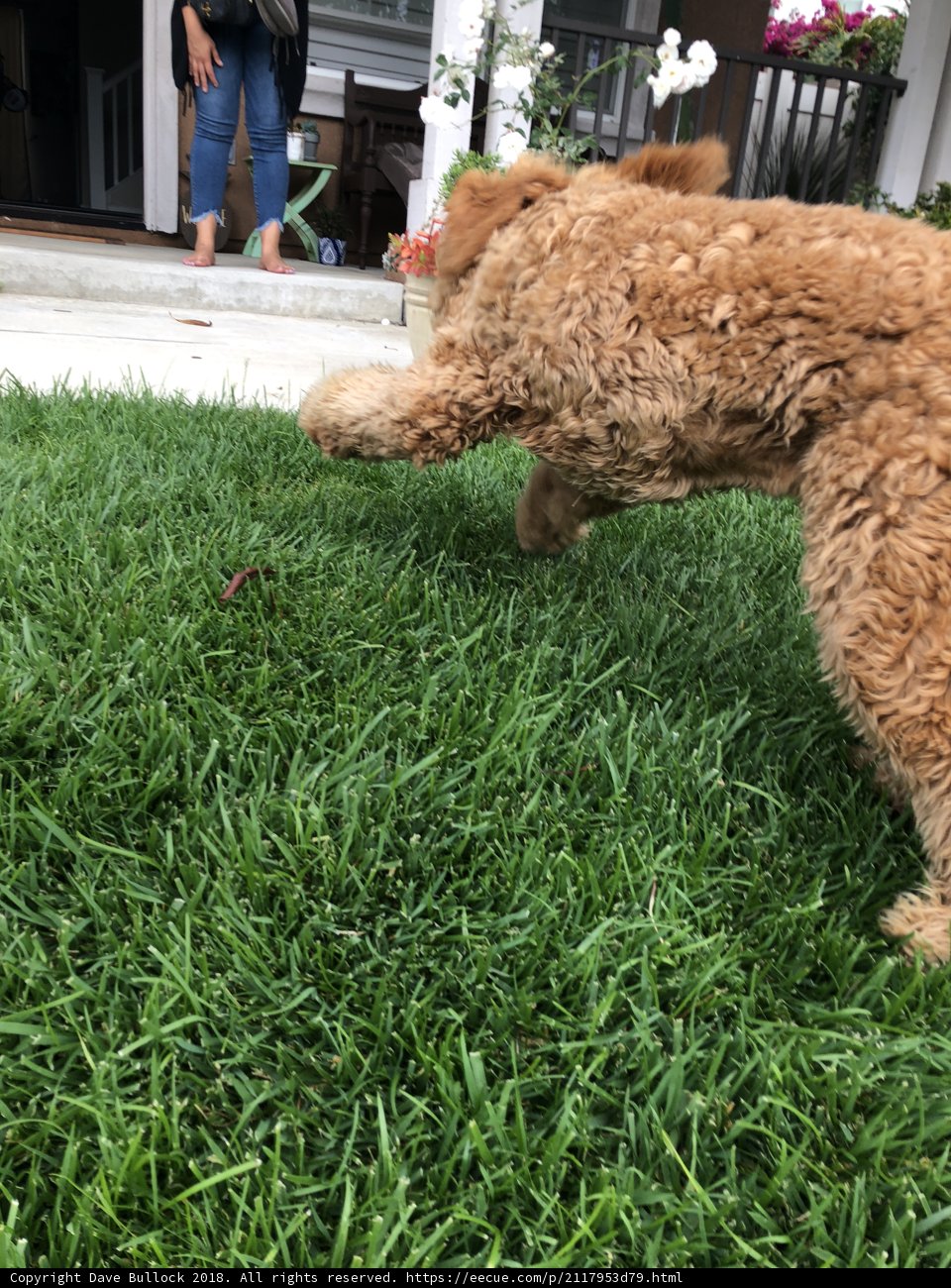 Playful Poodle on the Lawn