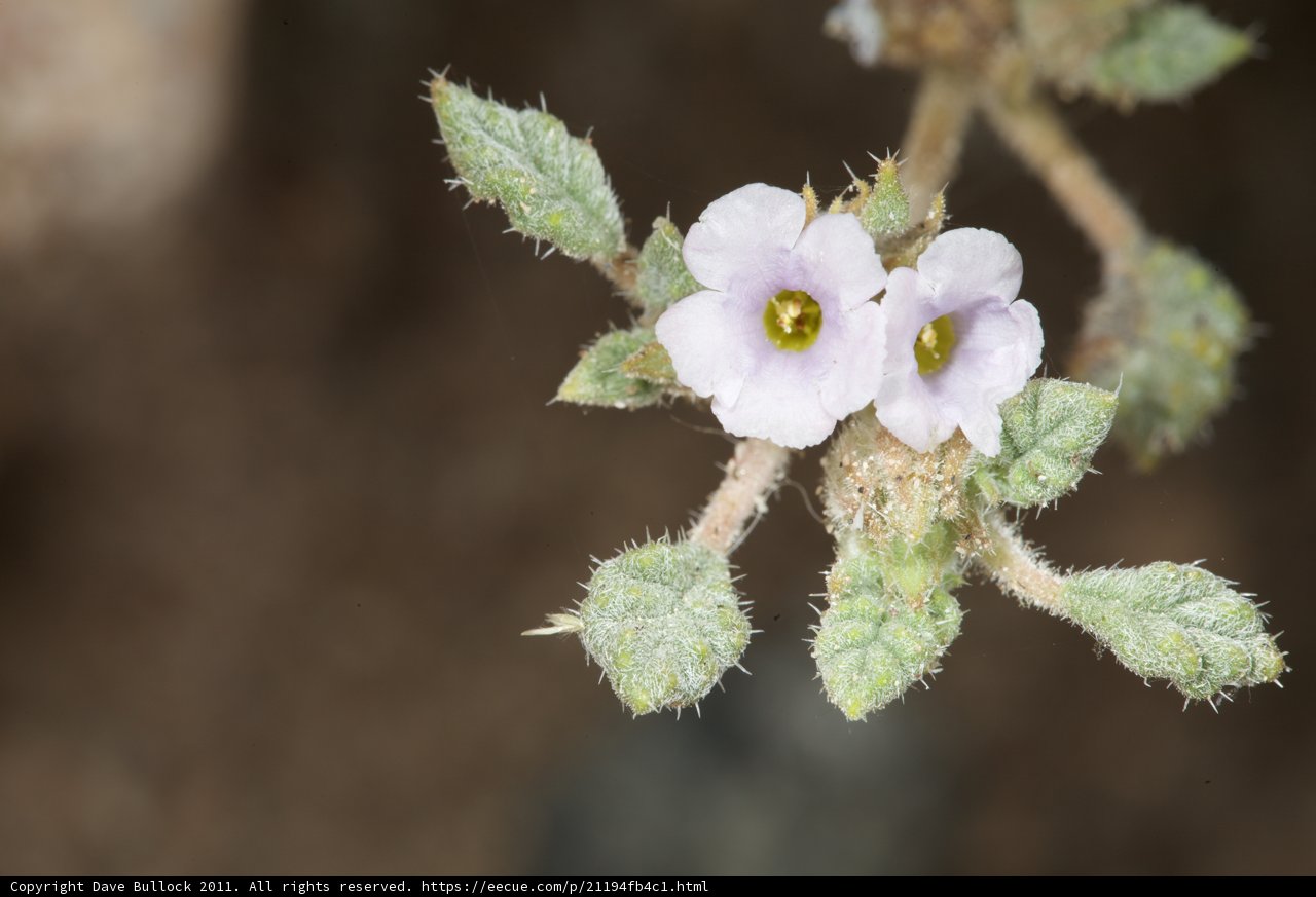 White Geranium Blossom with Green Leaves