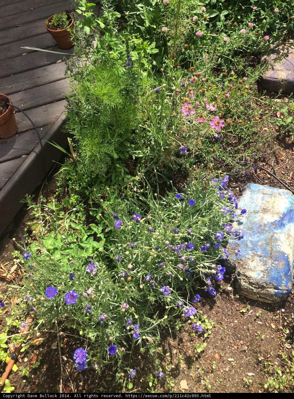 A Colorful Flower Garden