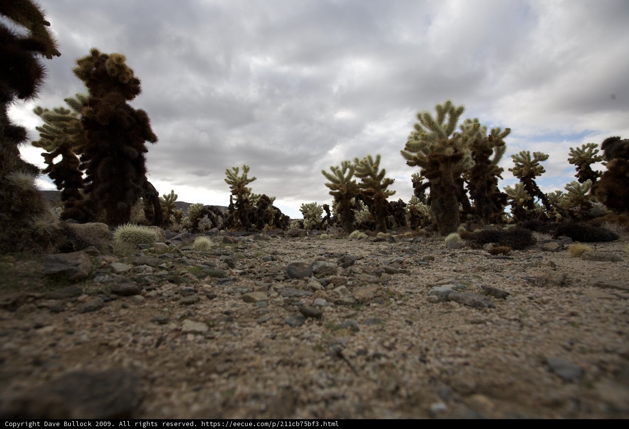 Serene Desert Landscape