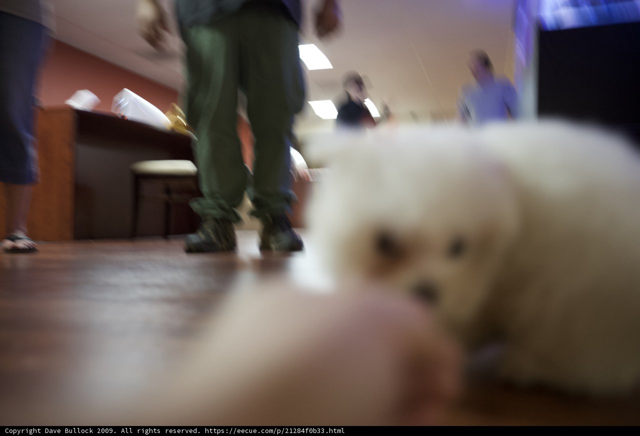 Furry Friend on Hardwood
