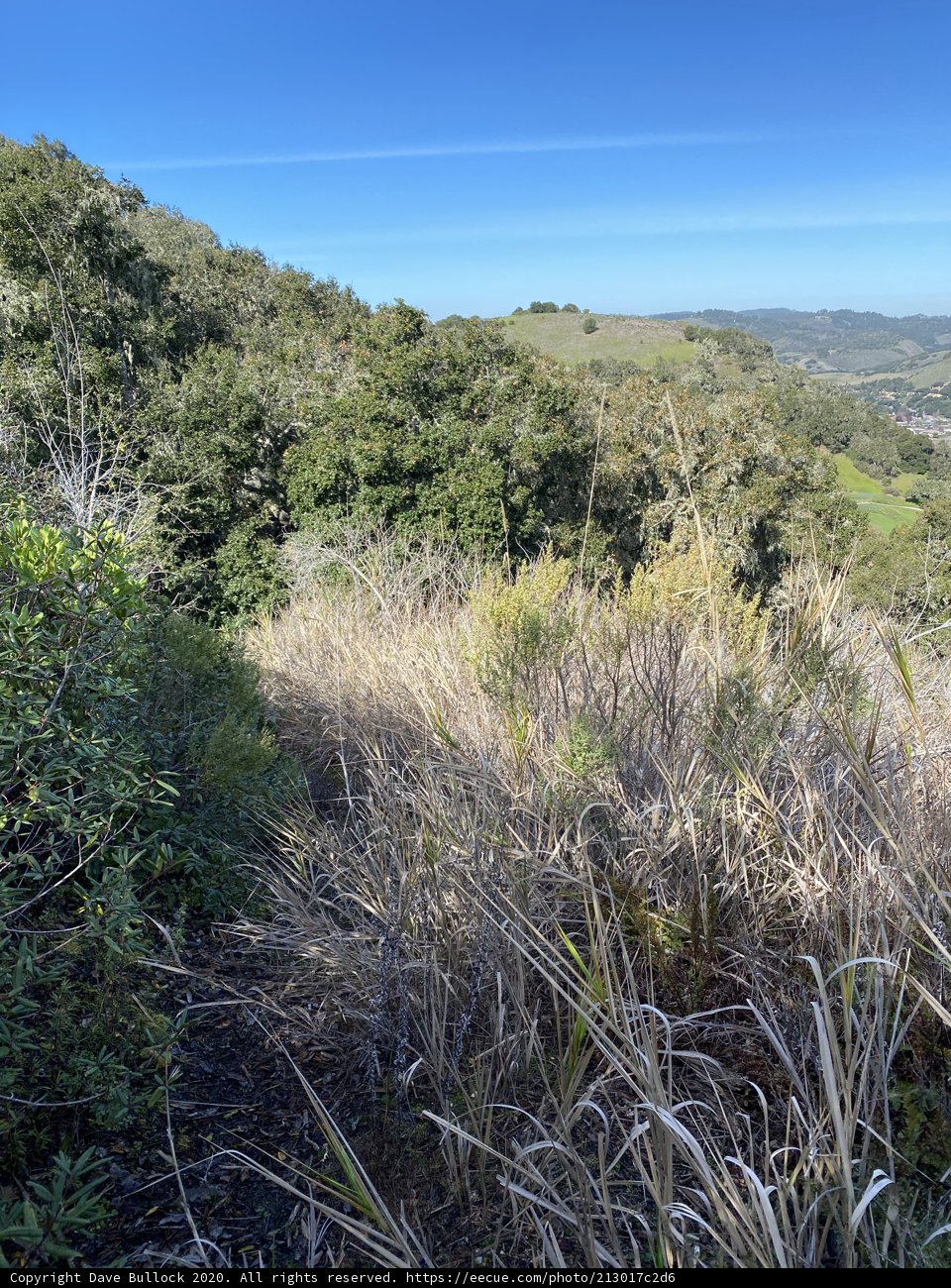 Rolling Hills and Wildwood