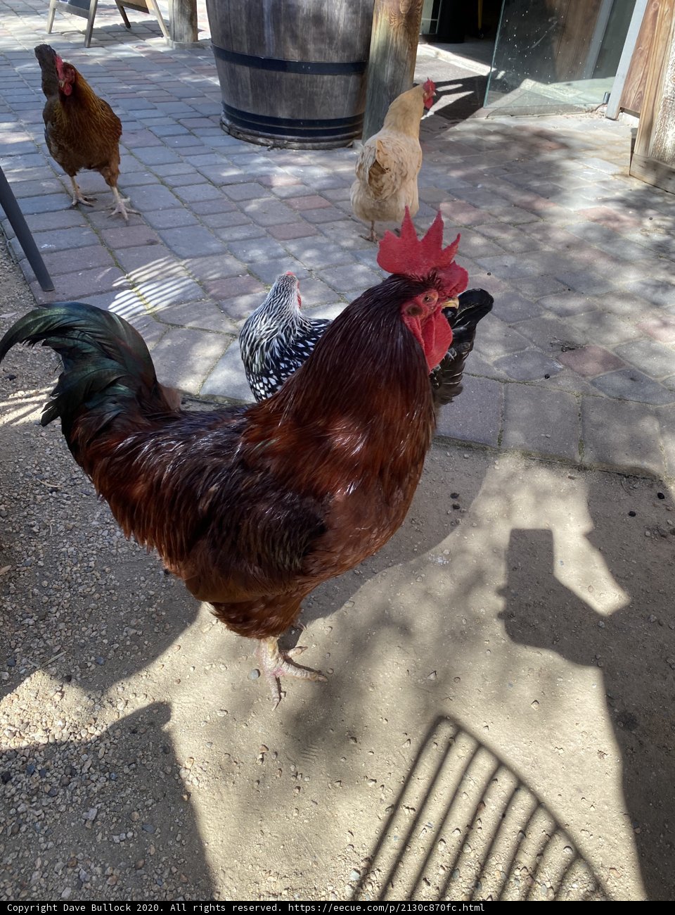 Farm Fowl Stroll