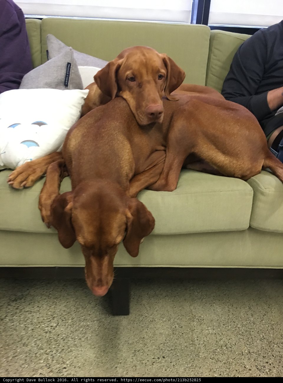 Two Dogs Cuddling on a Cozy Couch