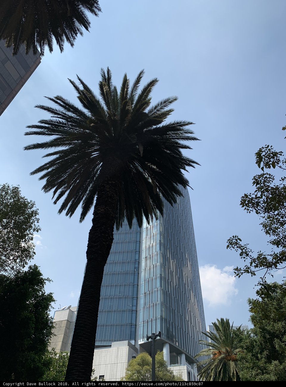 Summer Skyscraper Garden