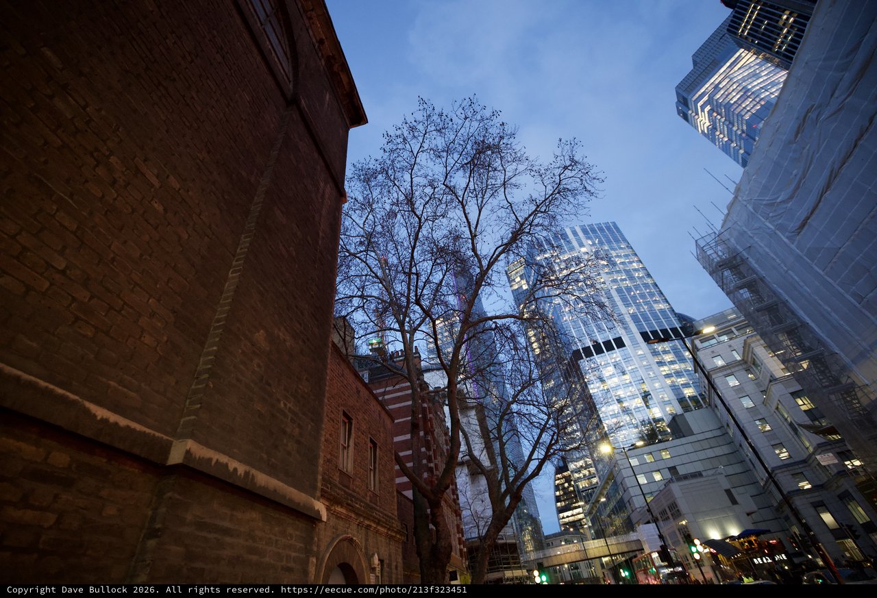 Bare Tree Framed by Urban Architecture at Dusk