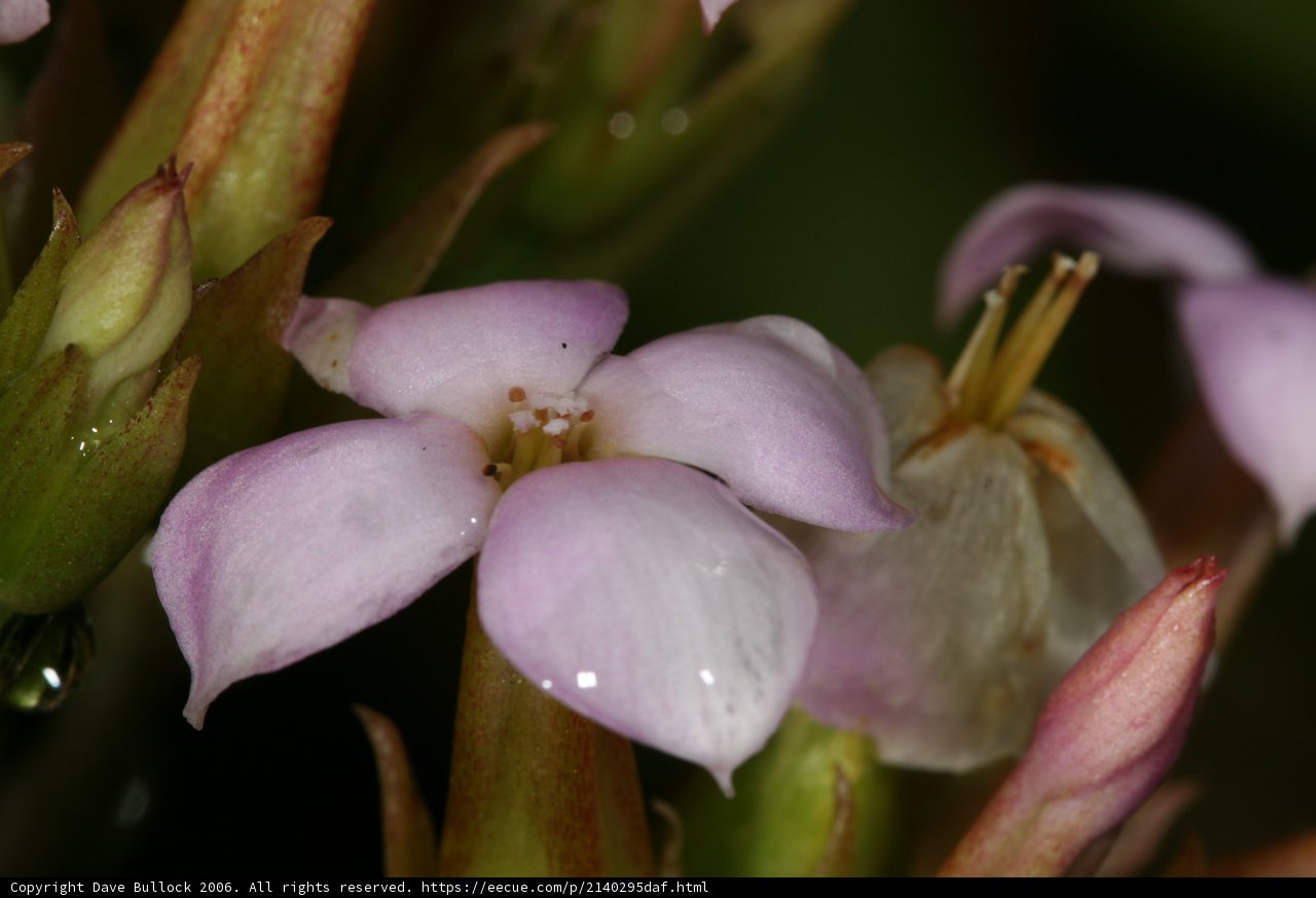 Geranium Bloom with Water Droplets