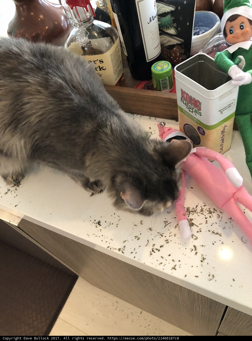 Feline Fun on the Counter