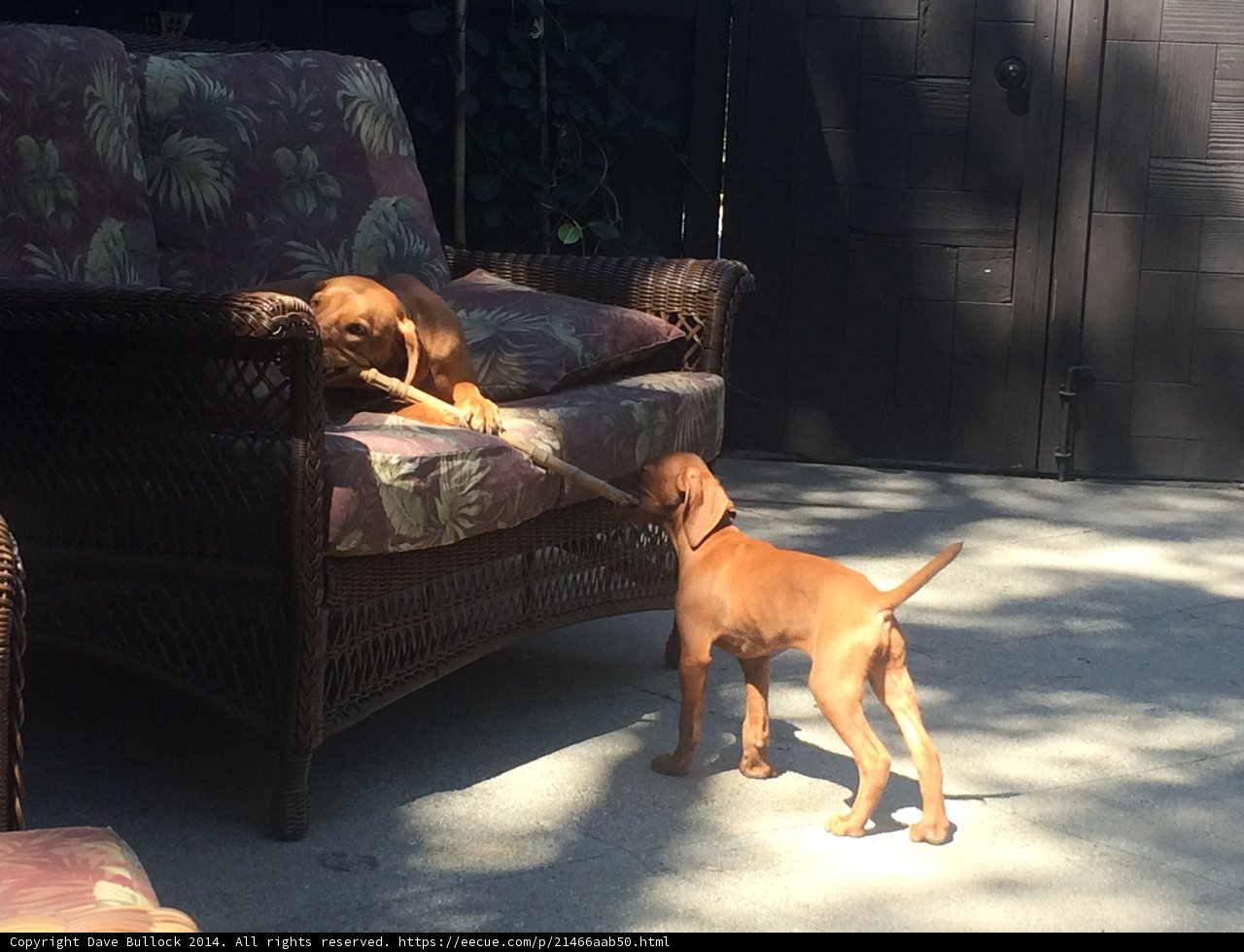 Puppy Playtime on the Sofa