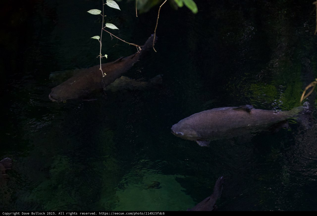 Underwater Harmony
