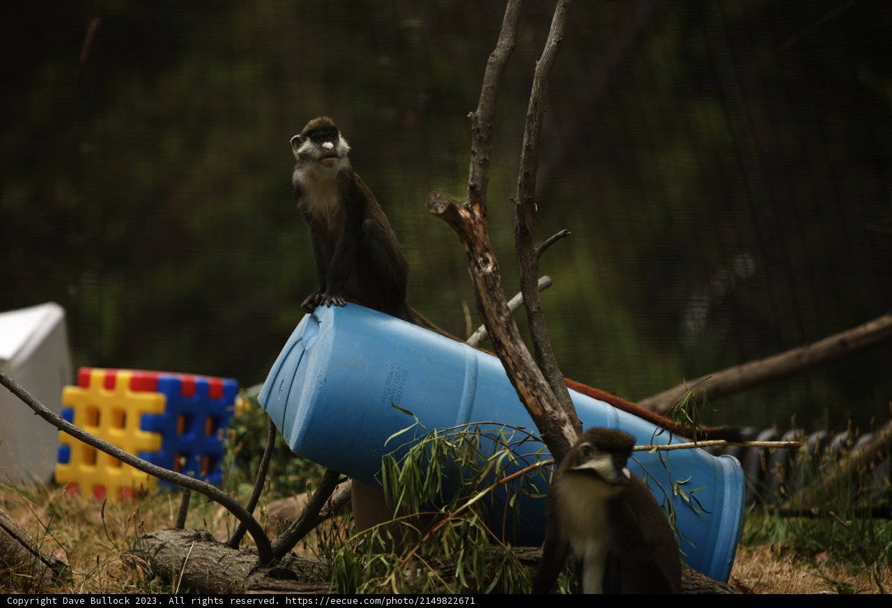 Mischief on the Blue Barrel