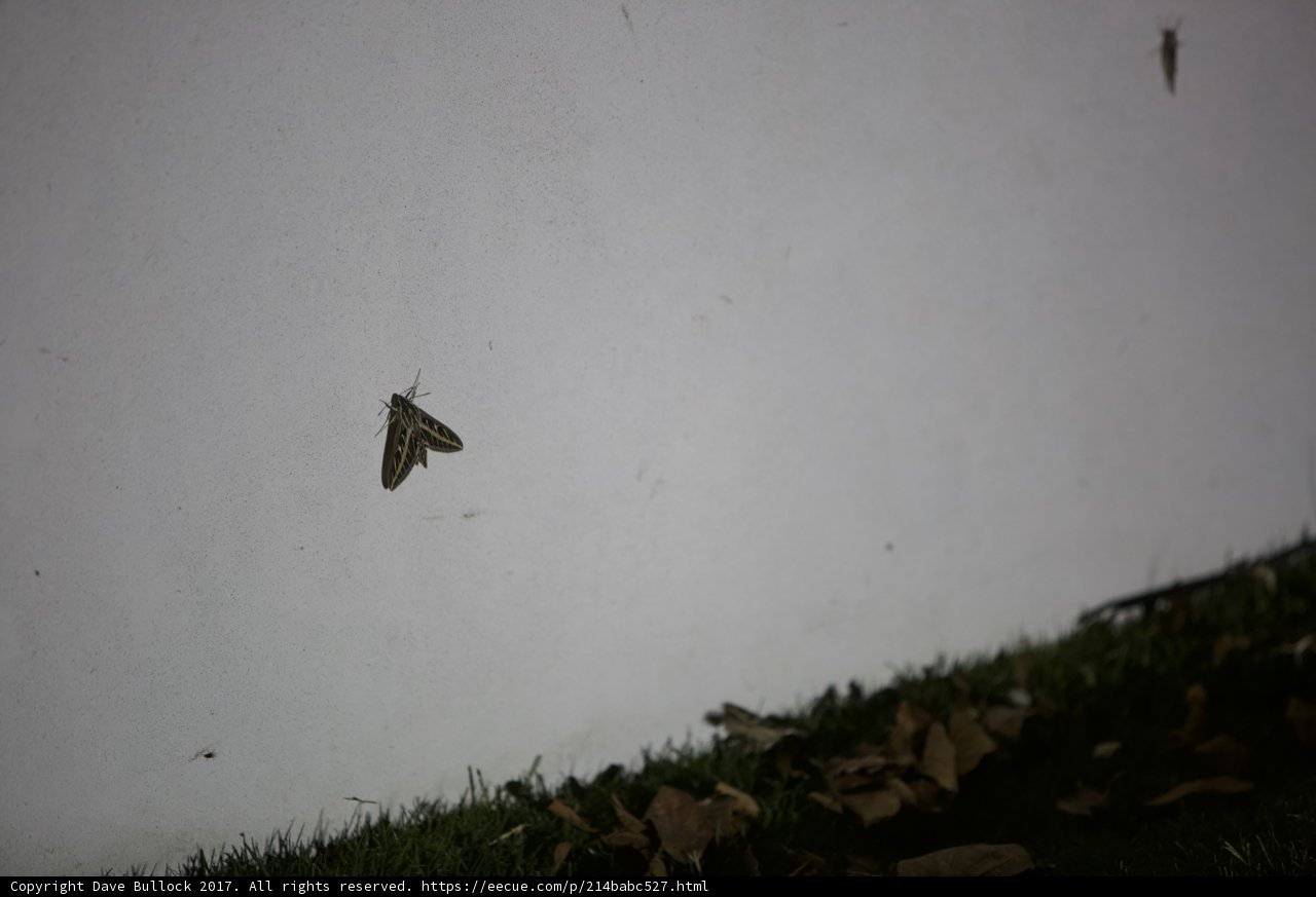 Majestic Moth