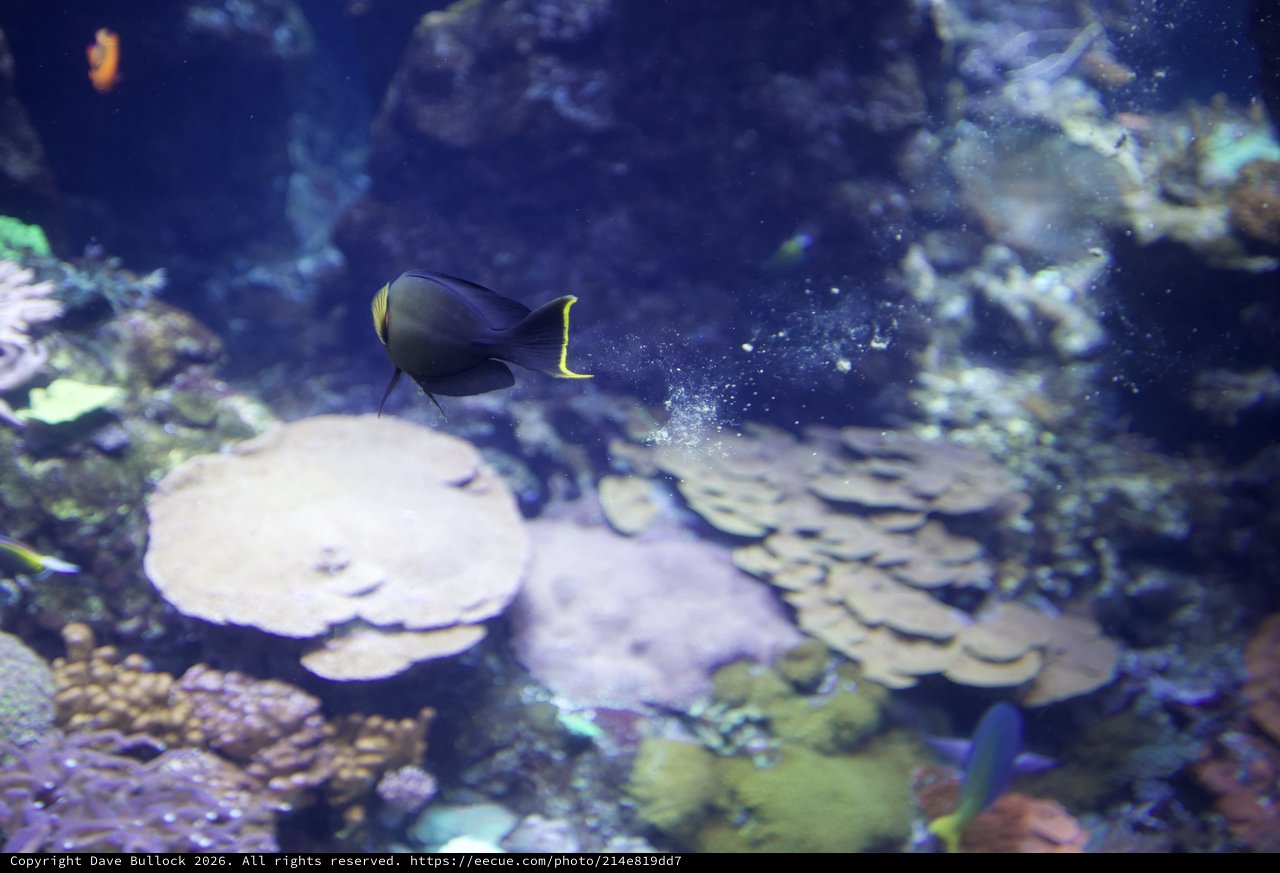 Dark Surgeonfish Swimming Through Coral Reef Aquarium