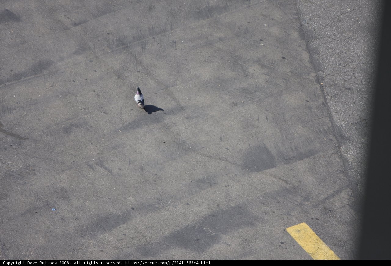 Grounded Bird on the Tarmac