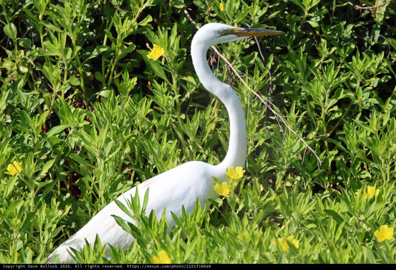 Great Egret Stalking Among Yellow Wildflowers in Wetland