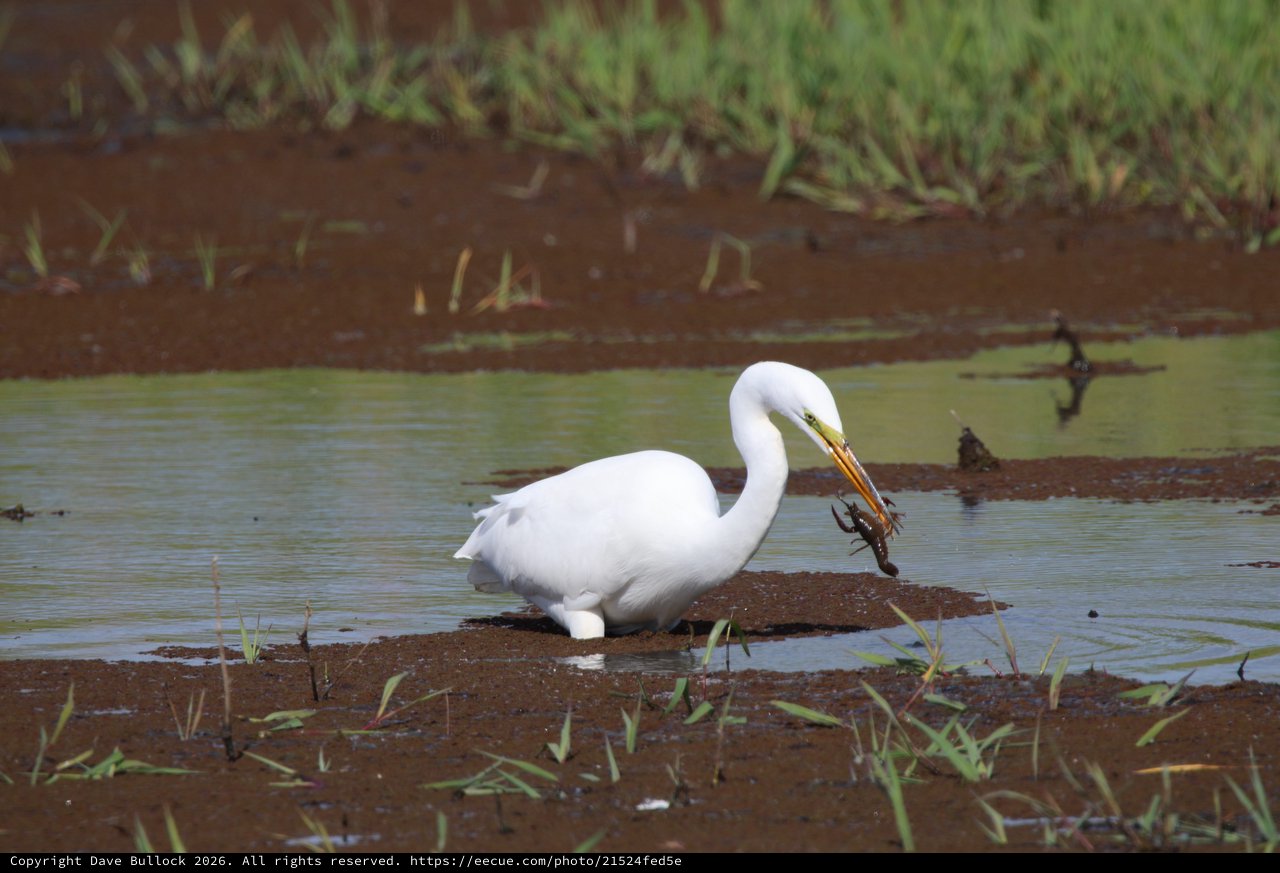 Great Egret Catches Crayfish in Muddy Wetland Waters