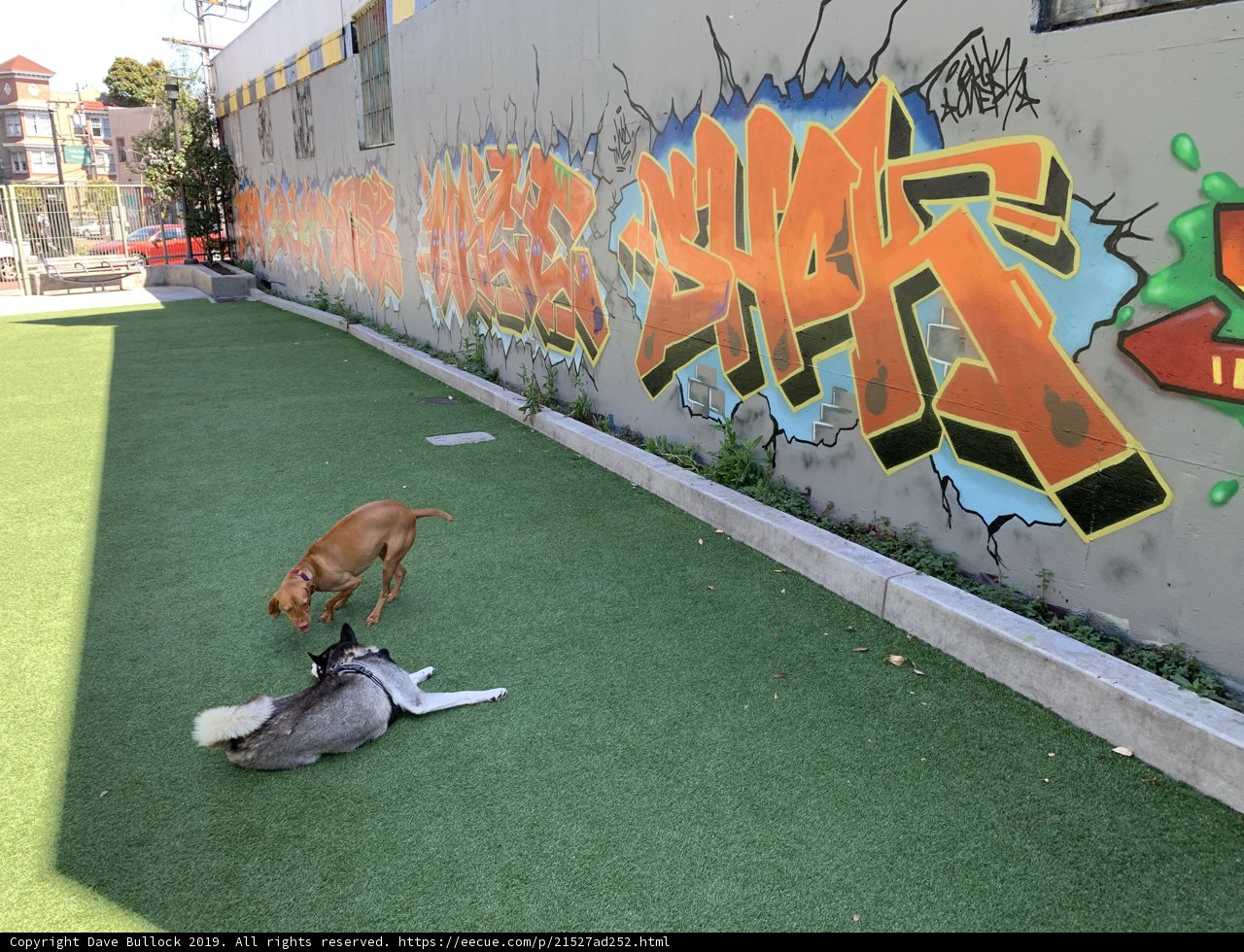 Two Dogs at the Skate Park