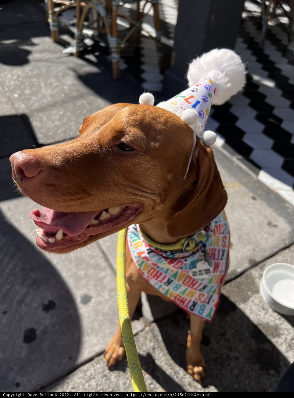 Party Pup on Parade